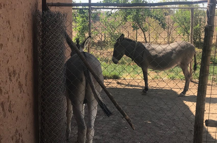 Psychological therapy with animals in Kurdistan for women traumatised by ISIS