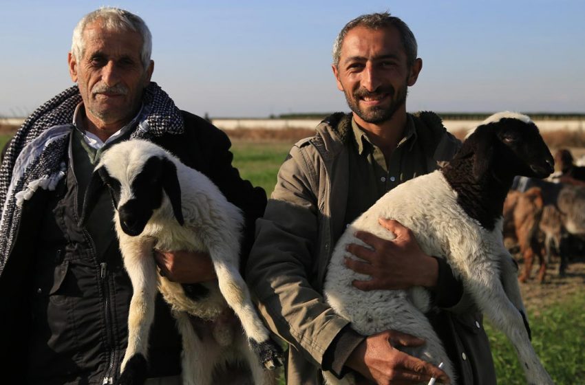  Economic crisis hits animal breeders in Turkey